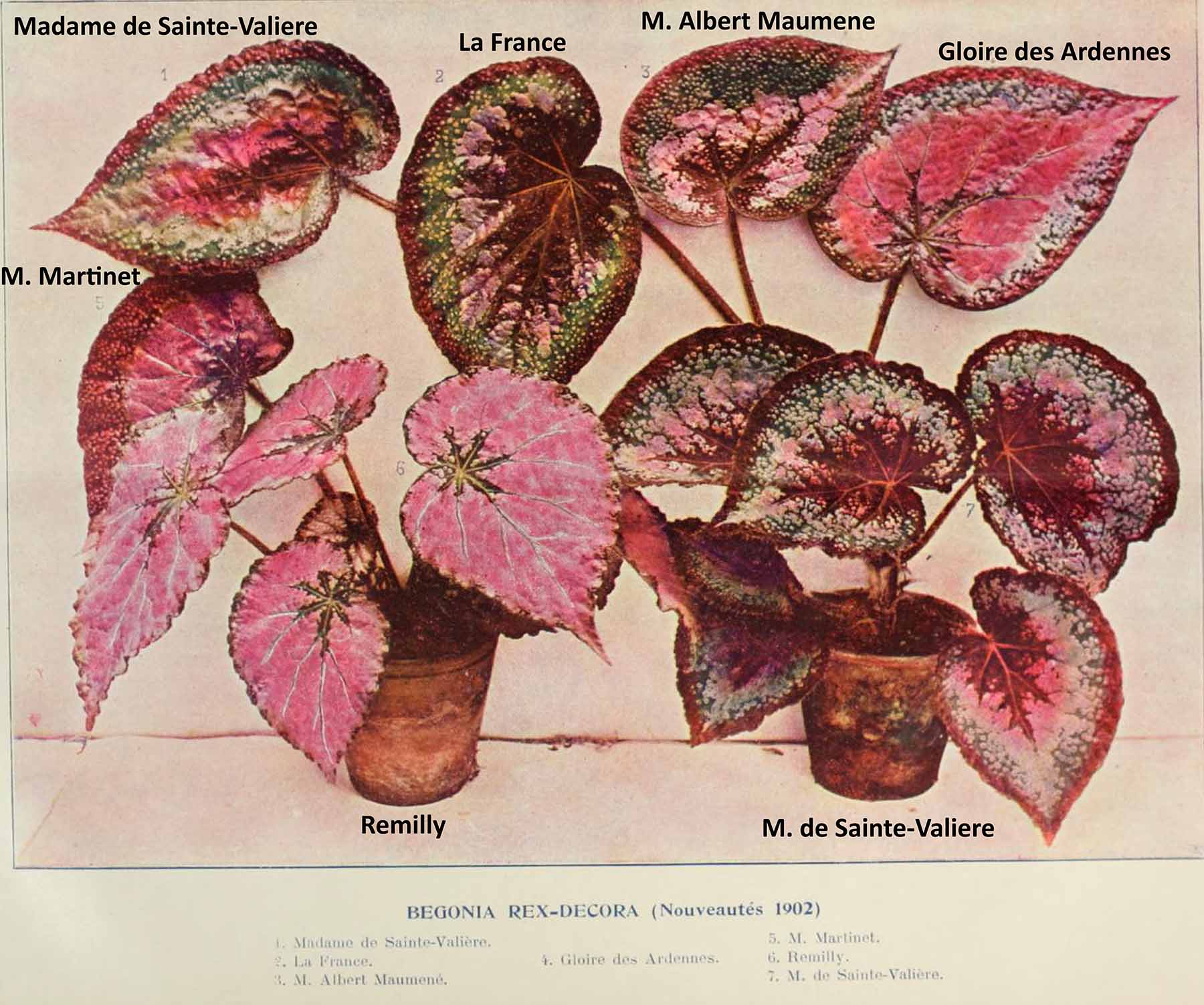 B. ‘M. de Sainte-Valiere’